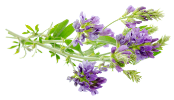 Alfalfa listovi u prahu