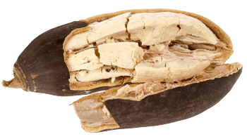 Baobab u prahu
