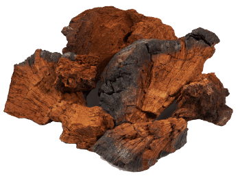 Gljiva Chaga