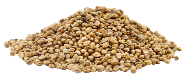 Protein konoplje