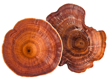 Gljiva Reishi