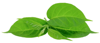 Ekstrakt Gymnema sylvestre