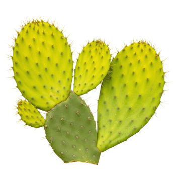 Ekstrakt stabljike bodljikave kruške (nopal) 10:1