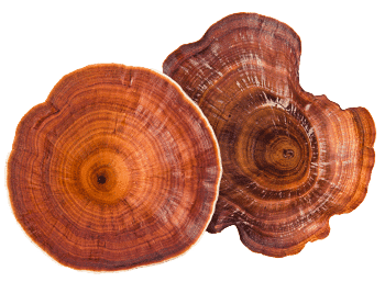 Reishi gljiva