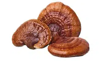 Reishi gljiva u prahu